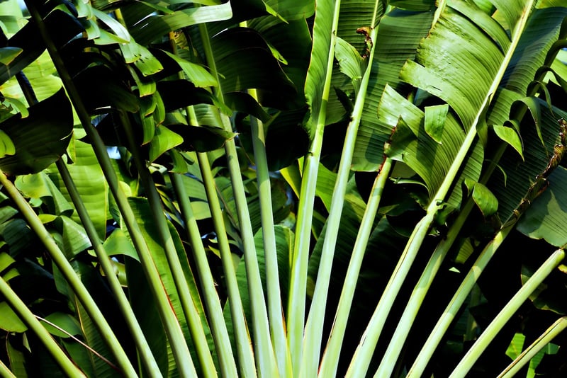 Snake Plant